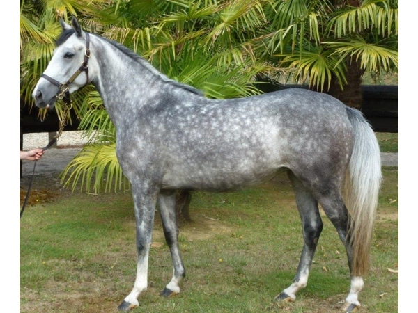 vente chevaux Saubouas lot 101