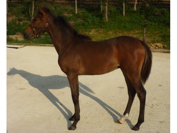 vente chevaux Saubouas lot 69