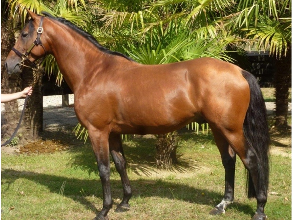 vente chevaux Saubouas lot 91