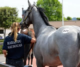 Haras Saubouas - Diaporama