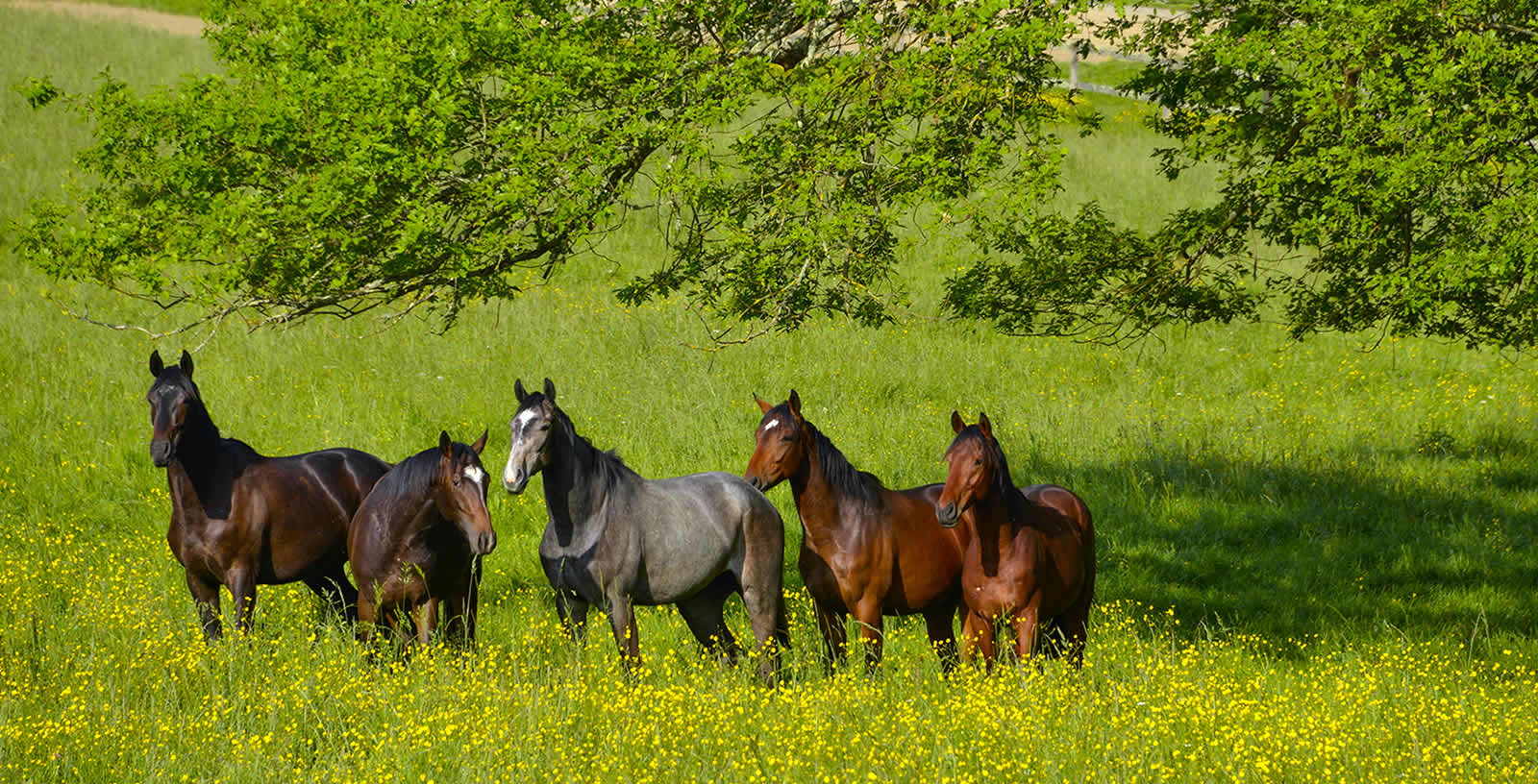 Haras Saubouas