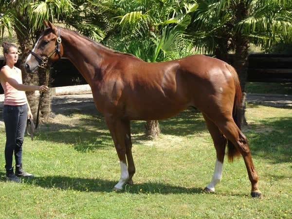 vente chevaux Saubouas lot 133