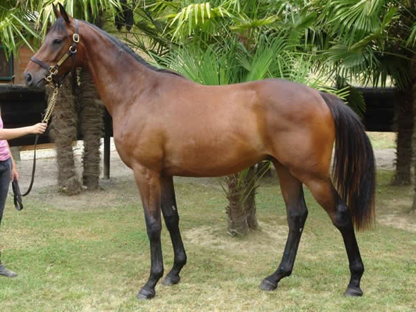 vente chevaux Saubouas lot 161