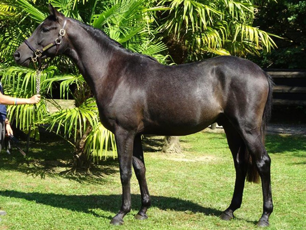 vente chevaux Saubouas lot 24