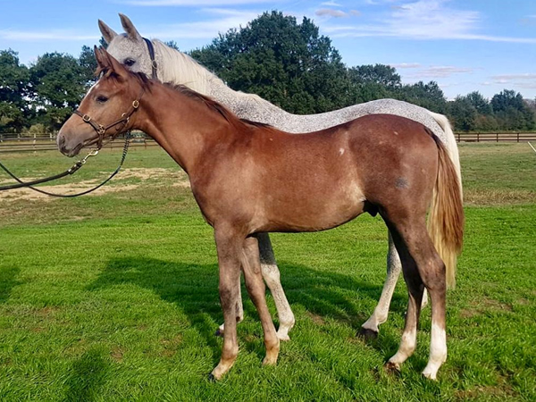 vente chevaux Saubouas lot 61