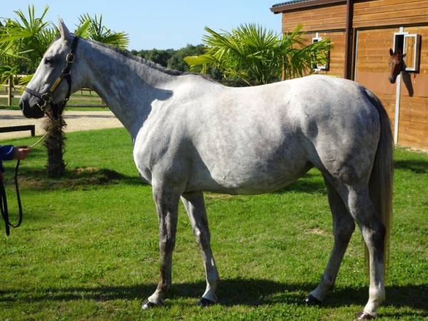 vente chevaux Saubouas lot 50
