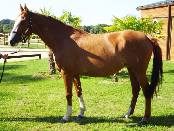 vente chevaux Saubouas lot 64