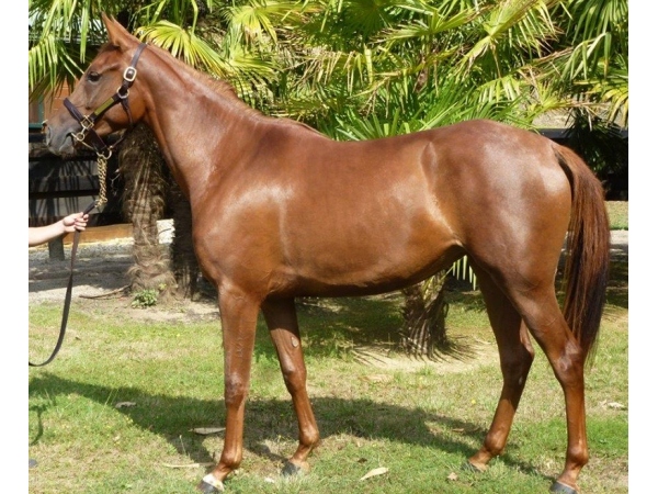vente chevaux Saubouas lot 20