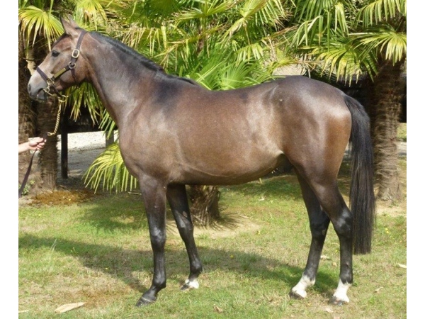 vente chevaux Saubouas lot 25