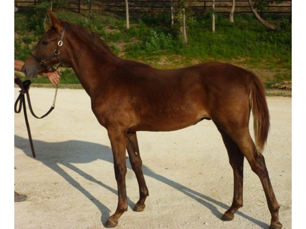 vente chevaux Saubouas lot 68