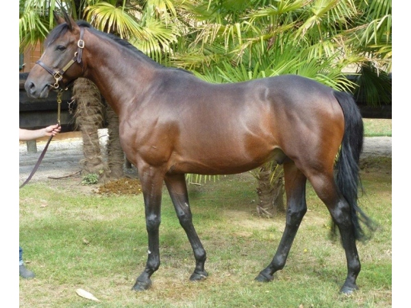 vente chevaux Saubouas lot 76