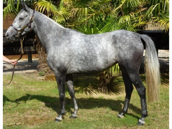 vente chevaux Saubouas lot 93