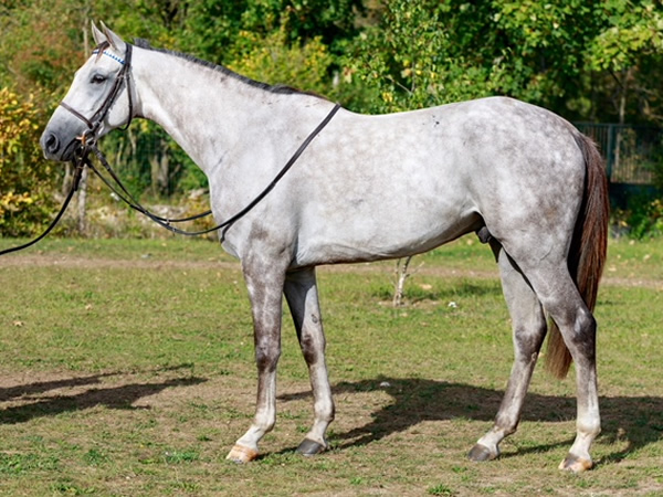 vente chevaux Saubouas lot 117