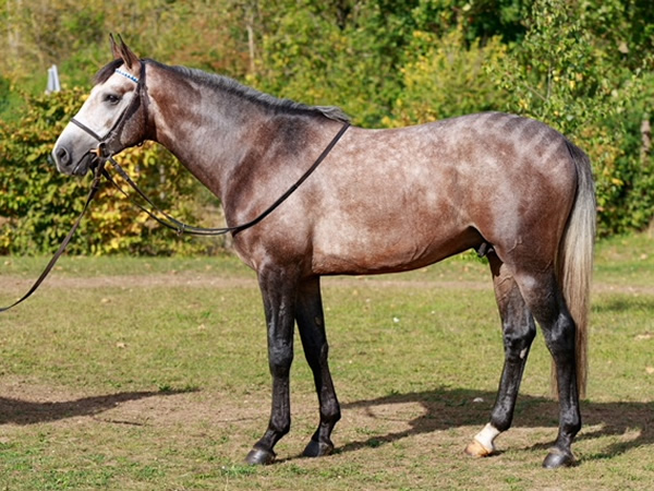 vente chevaux Saubouas lot 118