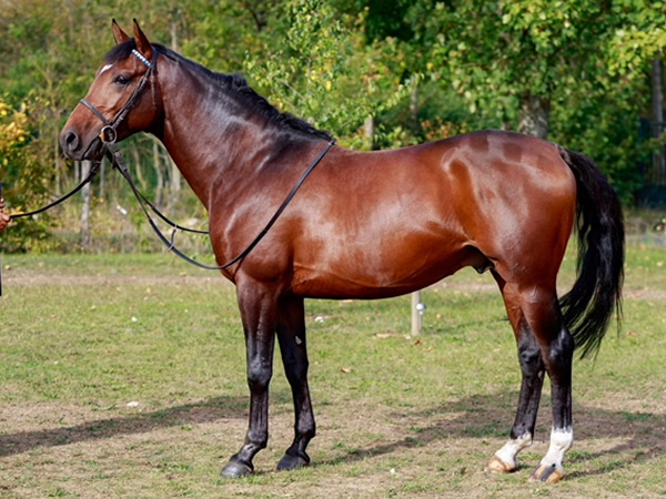 vente chevaux Saubouas lot 122