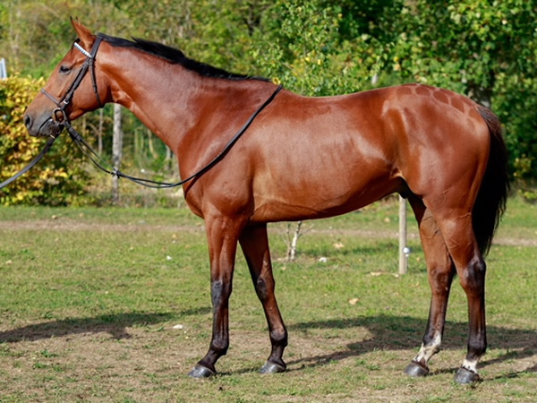 vente chevaux Saubouas lot 130